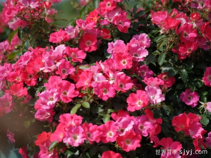 西子嫣红月季(图1)