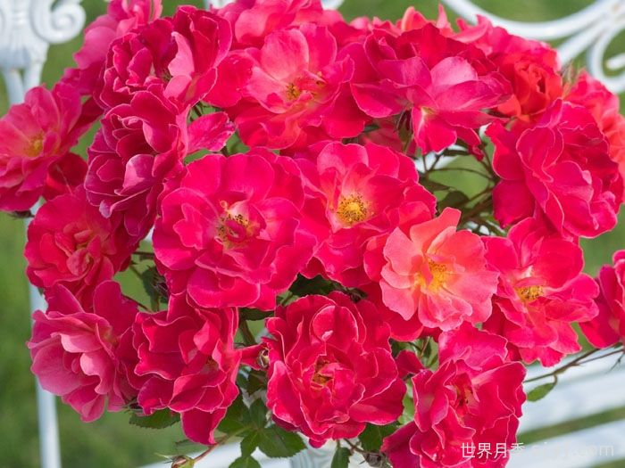 西子伊人月季/万山红霜(图1)