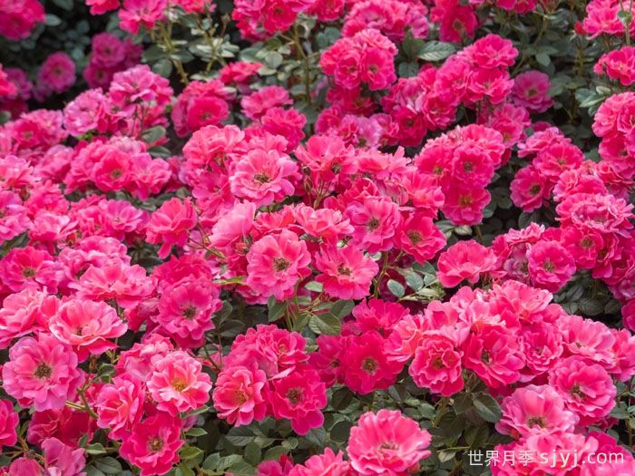 西子伊人月季/万山红霜(图2)