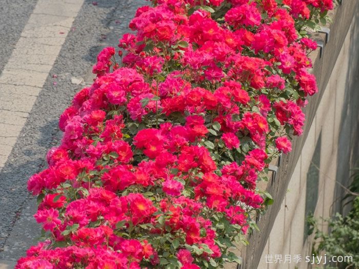 西子伊人月季/万山红霜(图4)