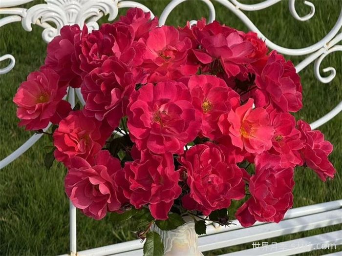 西子伊人月季/万山红霜(图3)