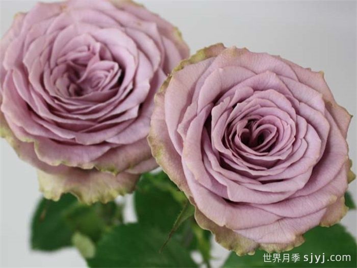 香织公主月季/考瑞公主月季Princess Kaori(图1)