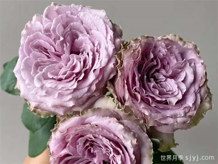 香织公主月季/考瑞公主月季Princess Kaori(图2)