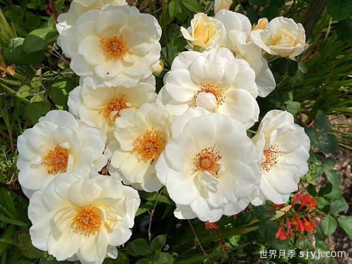 象牙时尚月季Ivory Fashion(图3)