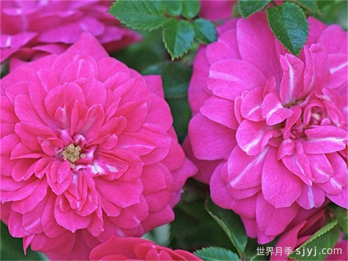 小宝贝月季Little Chap(图2)