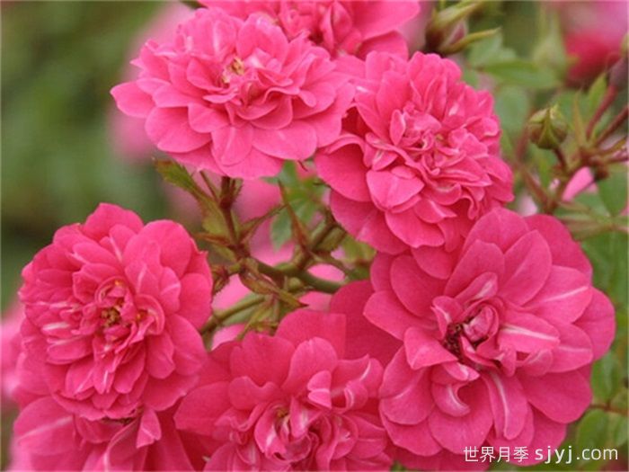 小宝贝月季Little Chap(图1)