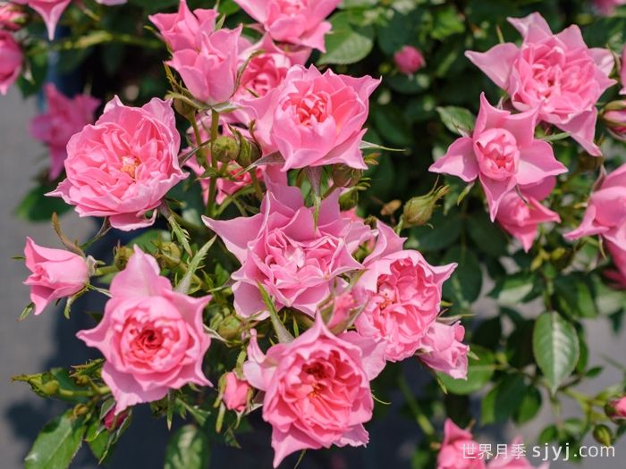 小蝉娟月季(图2)