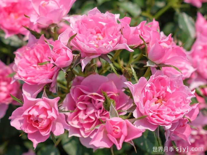 小蝉娟月季(图3)