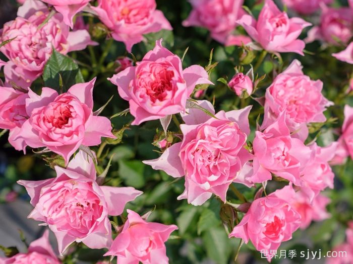 小蝉娟月季(图4)