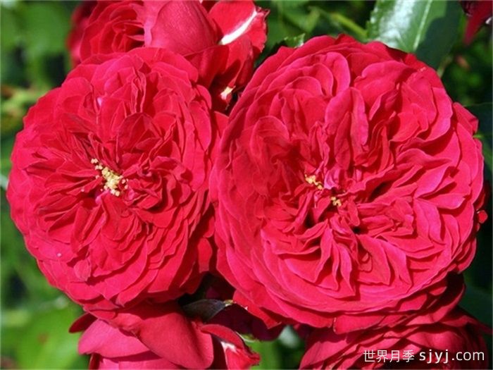 小红帽月季/柔塔卡博晨/马拉内罗Chaperon Rouge(图1)