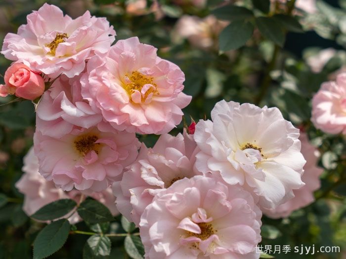 小蝴蝶月季(图3)