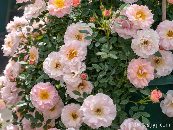 小蝴蝶月季(图5)