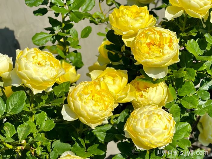 小黄鸡月季Hiyoko(图2)