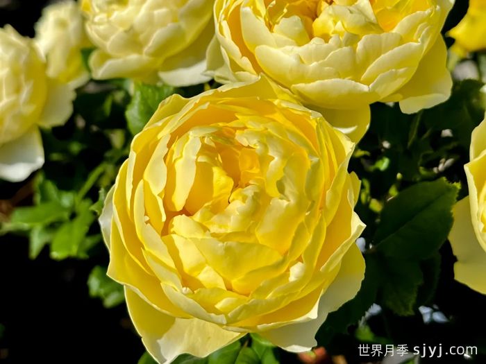 小黄鸡月季Hiyoko(图1)
