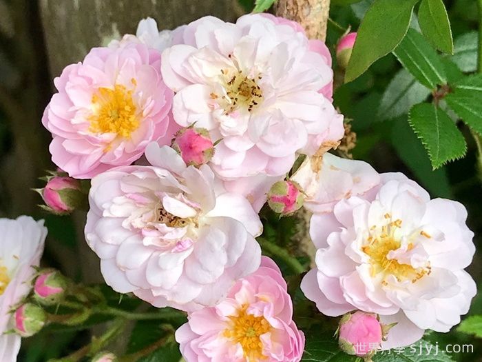 小漫步者月季/宝贝蔓枝/新秀蔓枝Little Rambler(图1)