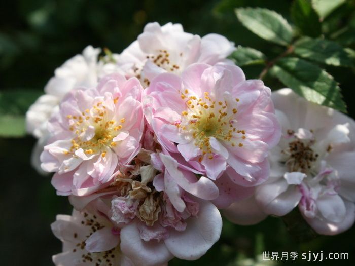 小漫步者月季/宝贝蔓枝/新秀蔓枝Little Rambler(图2)