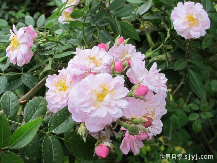 小漫步者月季/宝贝蔓枝/新秀蔓枝Little Rambler(图3)