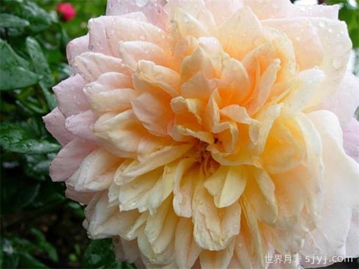 小说家月季Storywriter(图1) 小说家月季Storywriter(图1)