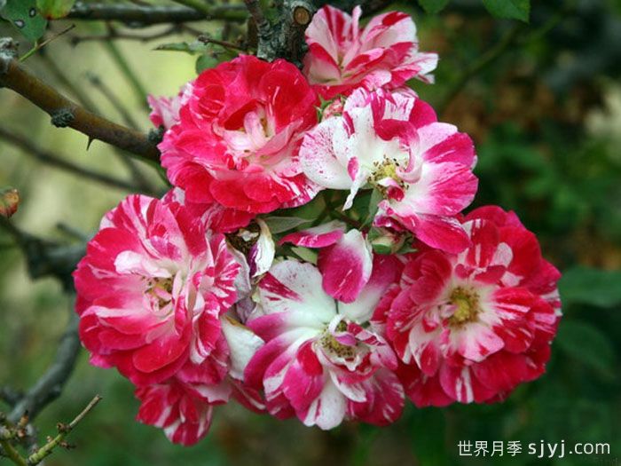 摇滚知更鸟月季/摇滚罗宾月季Rockin Robin(图2)