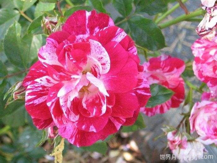 摇滚知更鸟月季/摇滚罗宾月季Rockin Robin(图3)