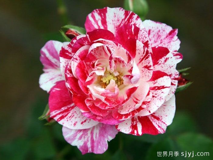 摇滚知更鸟月季/摇滚罗宾月季Rockin Robin(图1)