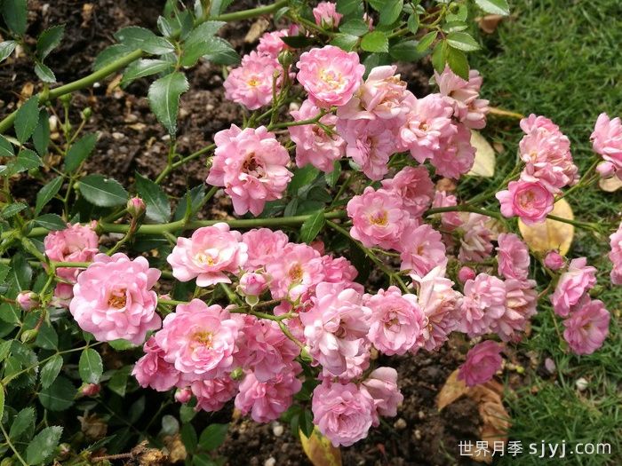 小仙女月季The Fairy(图3)