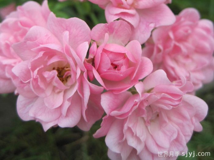 小仙女月季The Fairy(图2)