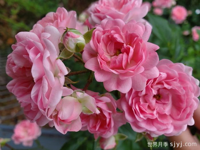 小仙女月季The Fairy(图1)