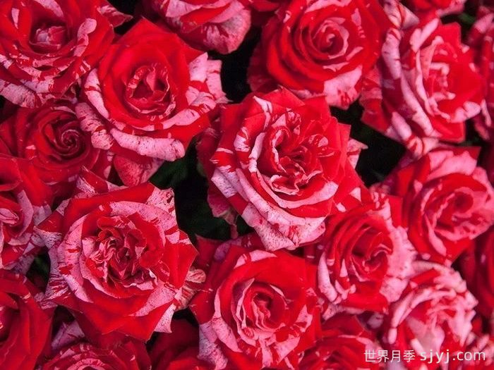 幸运女神月季Frou Frou(图1)