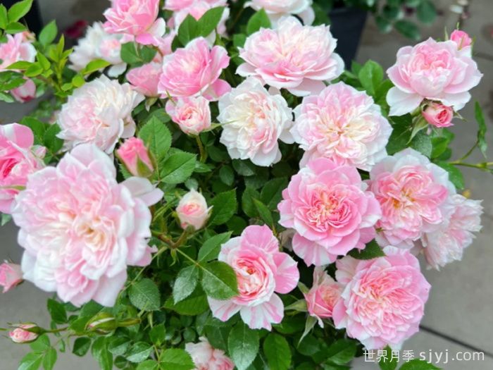 幸福之门月季/护身符月季Porte Bonheur(图2)