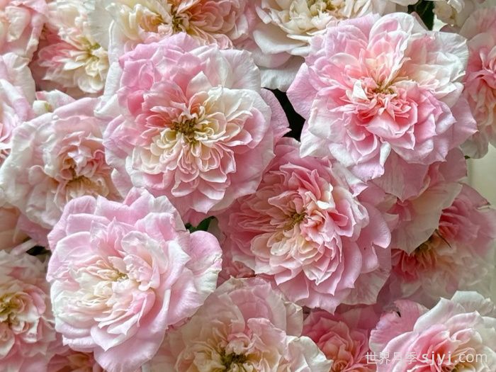 幸福之门月季/护身符月季Porte Bonheur(图1)