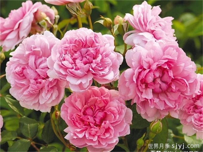 修女伊丽莎白月季Sister Elizabeth(图1)