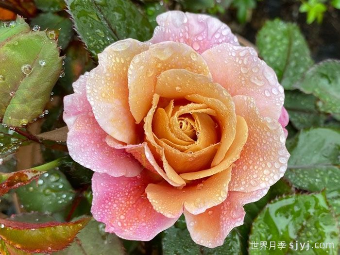 遥远的鼓声月季/妖鼓/遥鼓Distant Drums(图2)