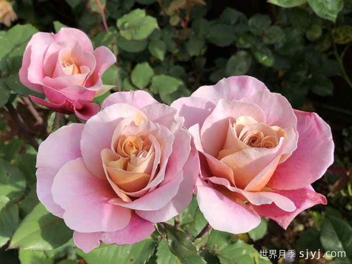 遥远的鼓声月季/妖鼓/遥鼓Distant Drums(图3)