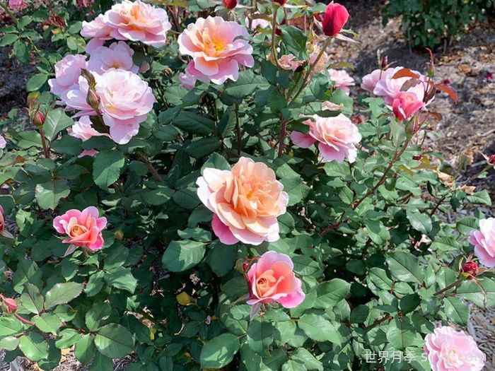 遥远的鼓声月季/妖鼓/遥鼓Distant Drums(图4)