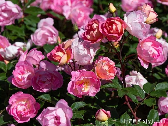 瑶光玫迪兰月季Pink Chantilly(图1)