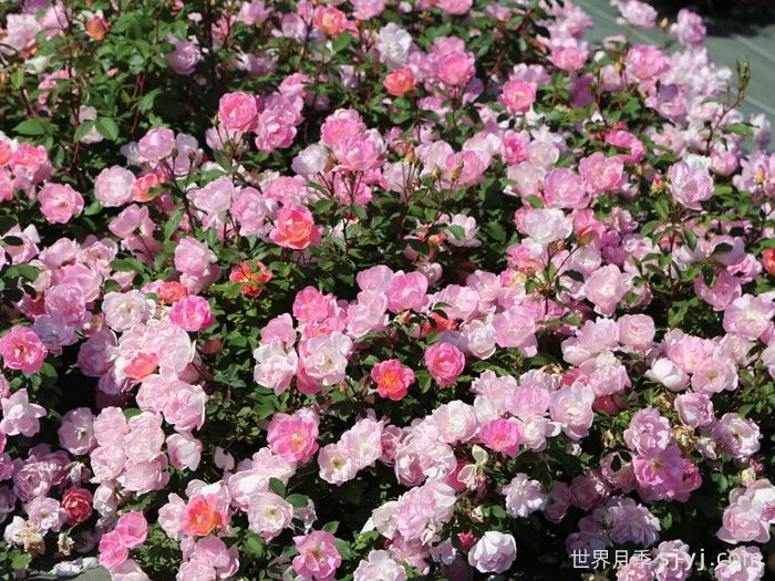 瑶光玫迪兰月季Pink Chantilly(图3)