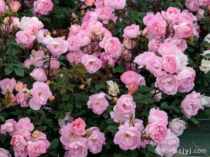 瑶光玫迪兰月季Pink Chantilly(图2)