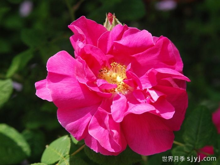 法国蔷薇月季/高卢红/药剂师玫瑰Rosa Gallica Officinalis(图2)