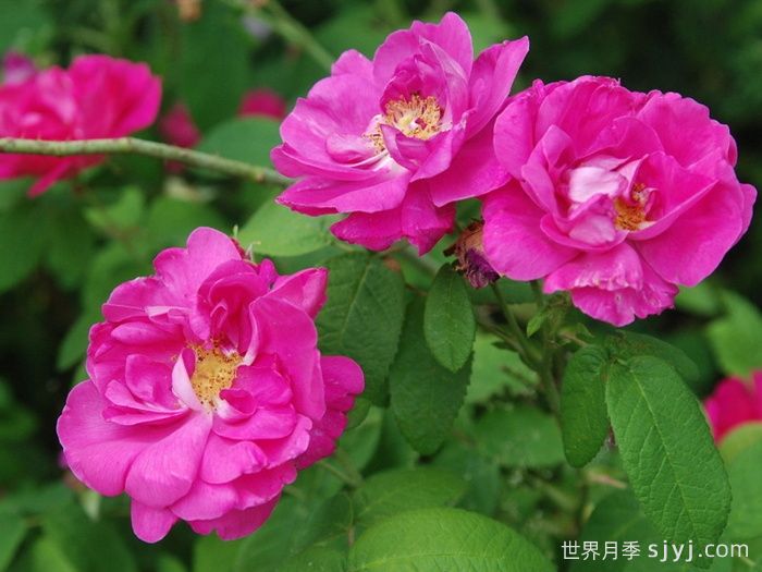 法国蔷薇月季/高卢红/药剂师玫瑰Rosa Gallica Officinalis(图3)