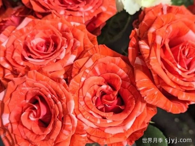 野猫月季/斑猫Wild Cat(图1)