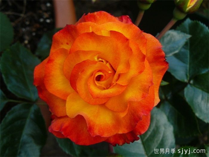 野猫月季Wildcat(图1)