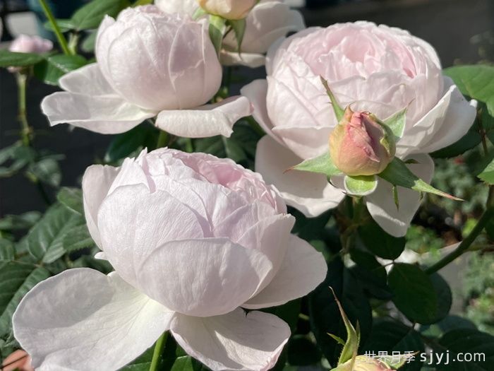 夜光杯月季(图2)