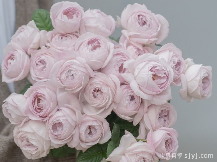 夜光杯月季(图4)