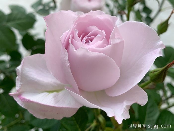 夜光杯月季(图5)