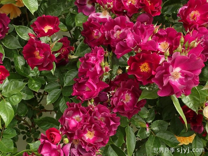 夜猫子月季/夜枭Night Owl(图3)