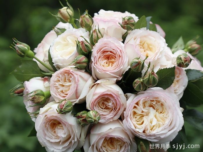 一点凝烟月季(图3)