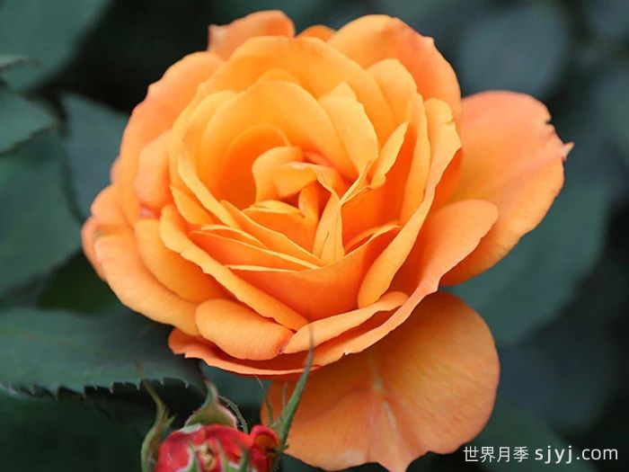 一诺千金月季/好如黄金/黄金美味Good as Gold(图1)