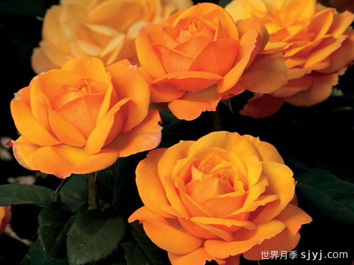 一诺千金月季/好如黄金/黄金美味Good as Gold(图2)