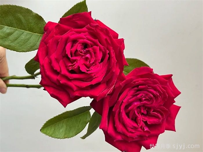 恩钿女士月季/波特罗月季Mme.Endian(图3)